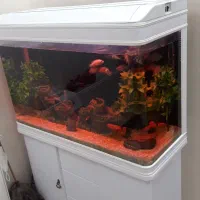 آکواریوم دلسا