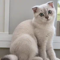 واگذاری گربه بریتیش اسکاتیش