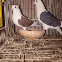 نرو ماده پشت پشت سرخ کاکلی پشت سیاه