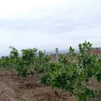 فروش زمین ۷۰۰ متری|فروش زمین و ملک کلنگی|ایلخچی, |دیوار