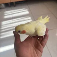 عروس هلندی|پرنده|بومهن, |دیوار