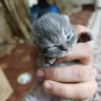 واگذاری گربه بریتیش اسگاتیش|گربه|کرج, آق تپه|دیوار