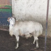 قوچ دورگ کوهی