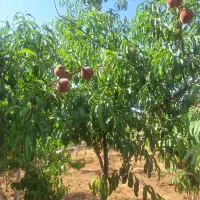 فروش یا معاوضه باغ ویلا