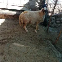 شک جوان
