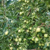 باغ-سیب-مرگور-روستای-هاشم-آباد-4000متر