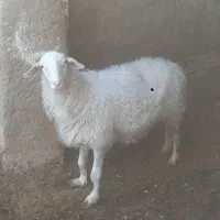 میش دورگ آصف و بره ماده آصف با تخفیف