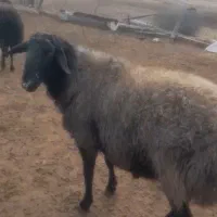 حیوانات دام