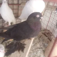 کبوتر|پرنده|تبریز, |دیوار