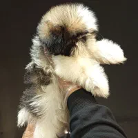 توله شیتزو سوپر فلت اصیل