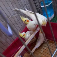 عروس هلندی لوتینو|پرنده|مهریز, |دیوار