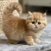 گربه مانچکین