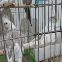 عروس هلندی|پرنده|بوئین زهرا, |دیوار