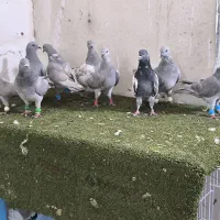 12عدد کبوتر کله سبز صابونی و شامی بلند گیر ساعتی