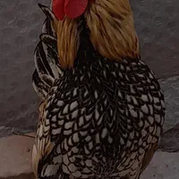 سلام  تخمرغ مینیاتوری پولک منظم مرغ خروس جوجه|حیوانات مزرعه|سبزوار, قدس|دیوار