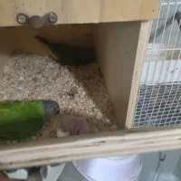 طوطی سنگال گرینچیک عروس کوتوله ردچیک|پرنده|مشهد, ابوذر|دیوار