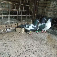 کبوتر.ابلغ افغانی