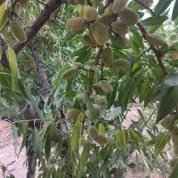 فروش طرح بادامستان|فروش دفتر صنعتی، کشاورزی، تجاری|سامان, |دیوار