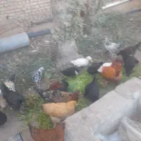 مرغ خروس|حیوانات مزرعه|هشتگرد, شهرک افشاریه|دیوار