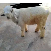 بره نره داشتی|حیوانات مزرعه|مسجد سلیمان, |دیوار