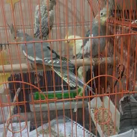 عروس هلندی و یخچال هوور