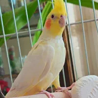 عروس هلندی