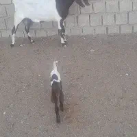 بز جوان با بیگ ماده|حیوانات مزرعه|دزفول, |دیوار