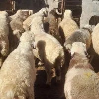 ۲۵‌راس‌بره‌چاق‌پرواری