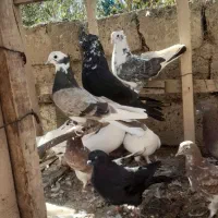 کبوتر|پرنده|نقده, |دیوار
