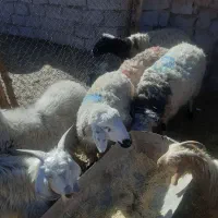 سلام چهار عدد بره نر بفروش میرسد