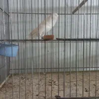 قناری رسمی بلندورسمی جفت
