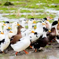 اردک محلی نرو ماده تمیز لشت نشا