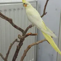 خوشکل و کشیده  لوتینو
