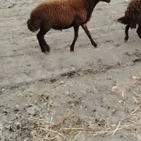 بره قوچ افشار