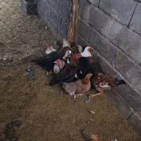 14عدد مرغ و خروس