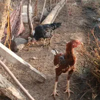 خروس لاری یک مرغ لاری با سه تا جوجه لاری اصل