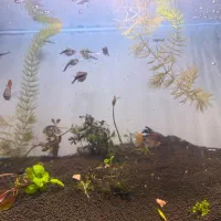 ماهی گیاهخوار|ماهی|تهران, شیوا|دیوار