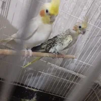 عروس هلندی مولد