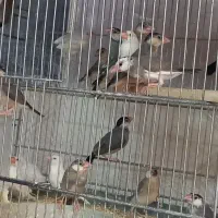 فنچ،مرغ عشق میخوام