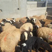 میش وبره شال