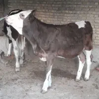گوساله سمینتال آلمانی گاو|حیوانات مزرعه|اهواز, کوی ملی راه|دیوار