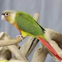 پرنده گمشده گرین چیک