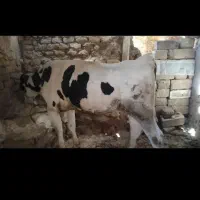 گوساله نر|حیوانات مزرعه|موچش, |دیوار