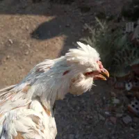 مرغ زینتی تخم گذار