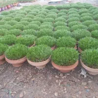 سبزه ی عید|گل و گیاه طبیعی|تهران, افسریه شمالی|دیوار