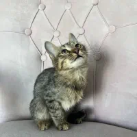 گربه واگذاری|گربه|پردیس, فاز ۸|دیوار