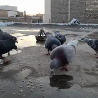 کفتر پرشی  سالم همه نر دانه ۲۶۰ تخفیف هم داره|حراج|مشهد, شهرک شهید باهنر|دیوار