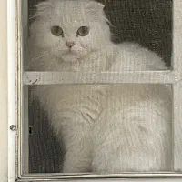 گربه  اسکاتیش ماده فولد دو ساله