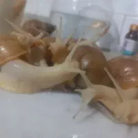 حلزون