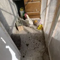 خروس سفید محلی جوان